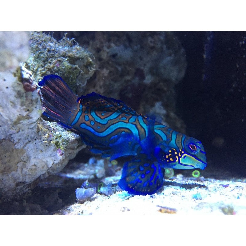 Mandarinfisch - Pterosynchiropus splendidus