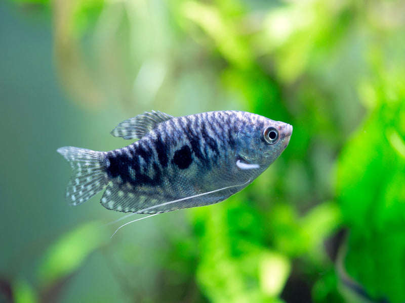 Marmorfadenfisch - Trichopodus marmorata