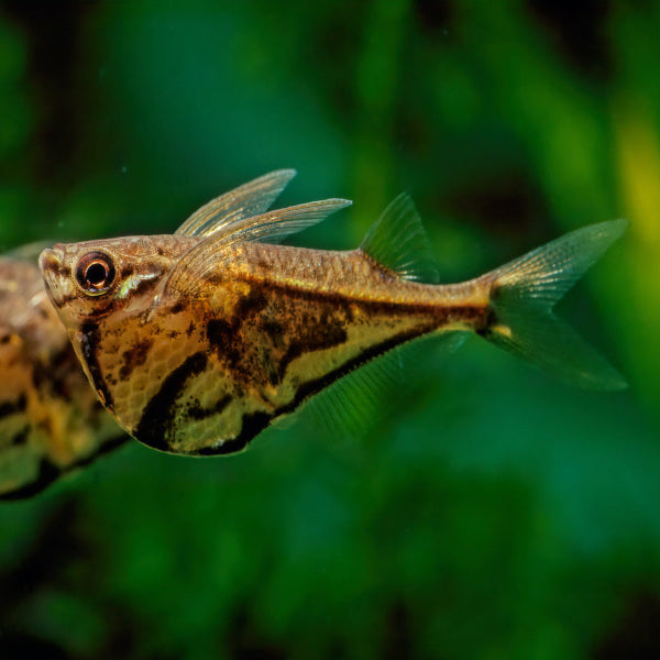 Marmorierter Beilbauchfisch - Carnegiella strigata fasciata