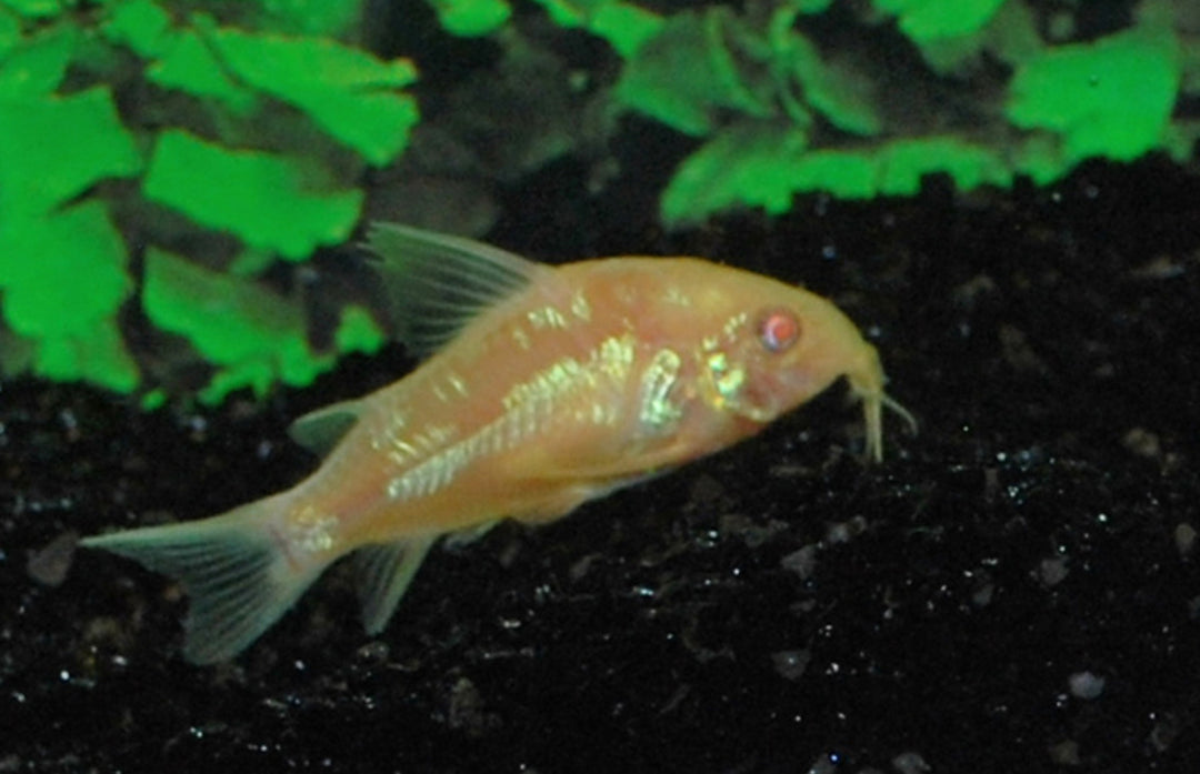 Marmorierter Panzerwels - Corydoras paleatus "Albino"