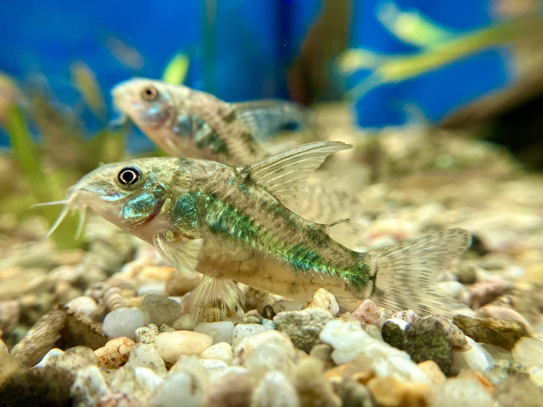 Marmorierter Panzerwels - Corydoras paleatus 10 Stück