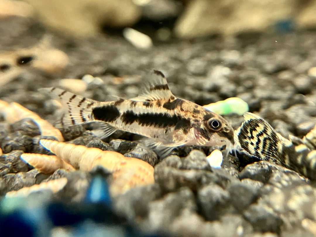 Marmorierter Zwergpanzerwels - Corydoras habrosus
