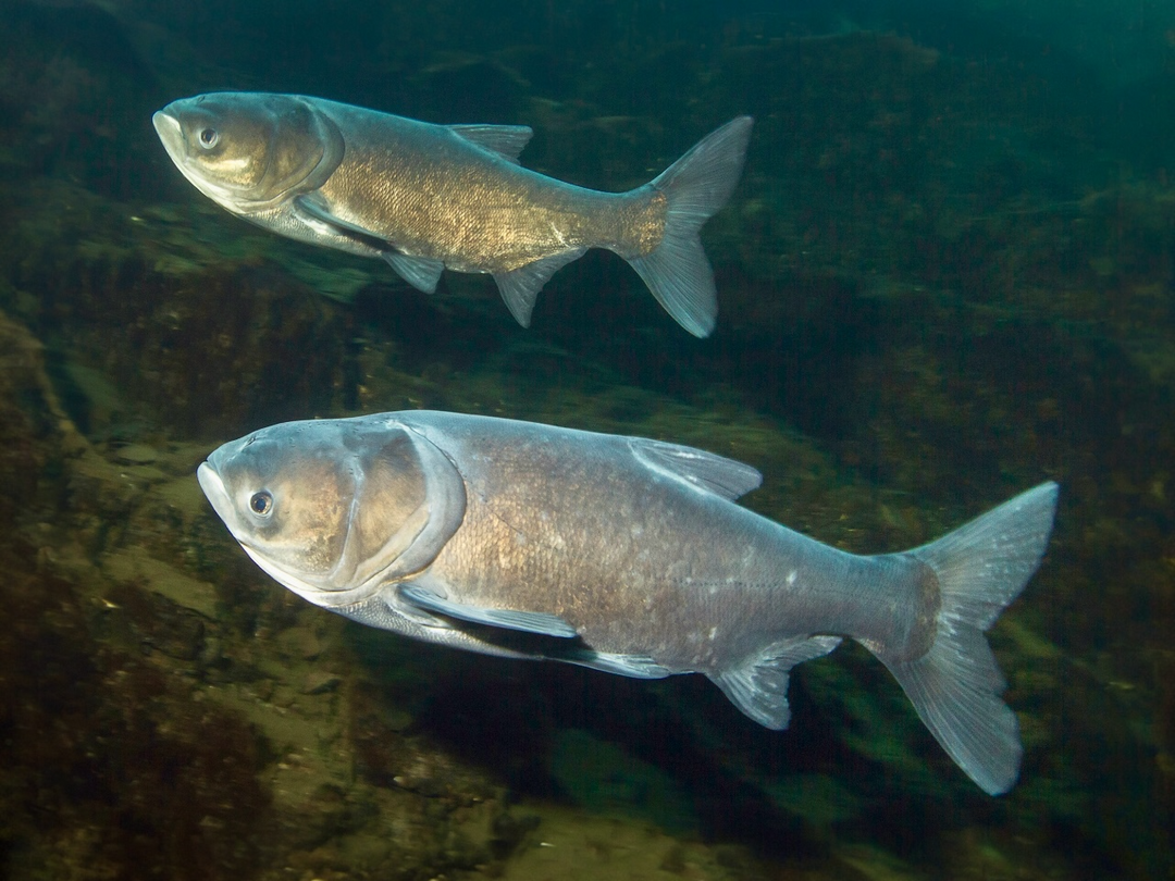 Marmorkarpfen - Hypophthalmichthys nobilis