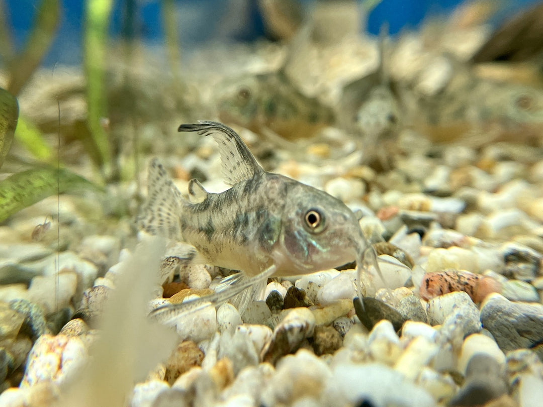 Marmorierter Panzerwels - Corydoras paleatus "Schleier"