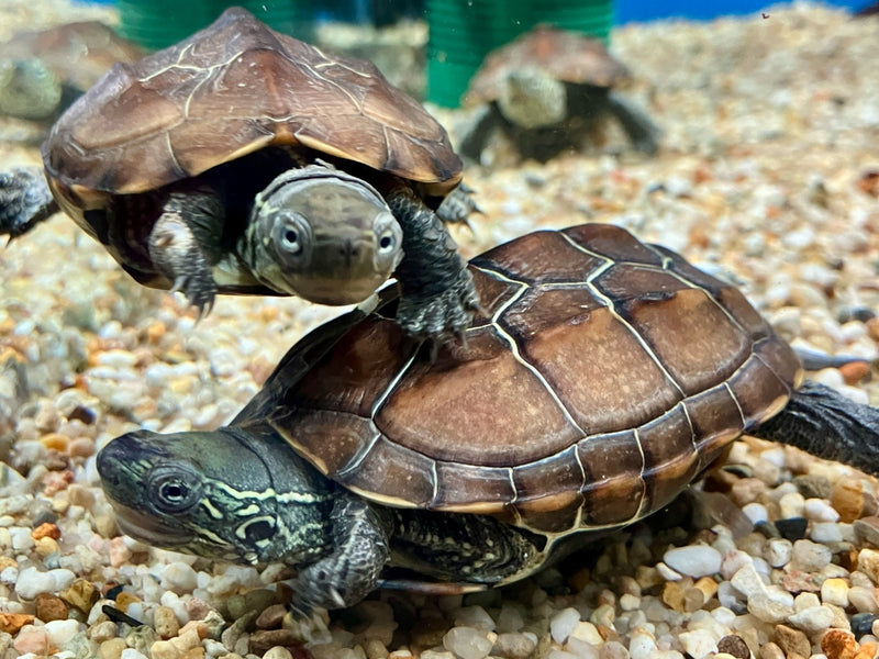 Chinesische Dreikielschildkröte - Mauremys reevesii (Schwanzfehler)