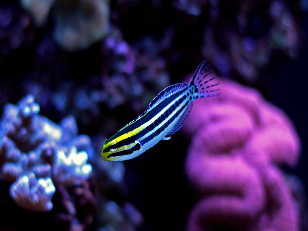 Zebra Schleimfisch - Meiacanthus grammistes