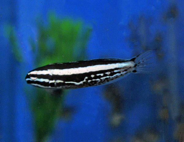 Kamohara Blenny "Nachzucht"