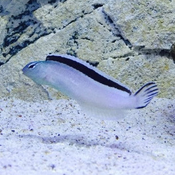 Heller Säbelzahnschleimfisch - Meiacanthus smithii