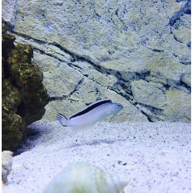 Heller Säbelzahnschleimfisch