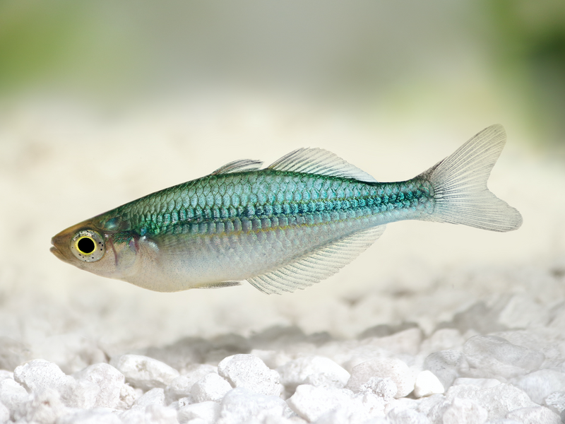 Regenbogenfisch - Melanotaenia lacustris "Blau"