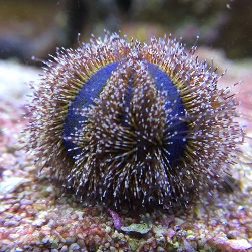 Kugel Seeigel - Mespilia globulus