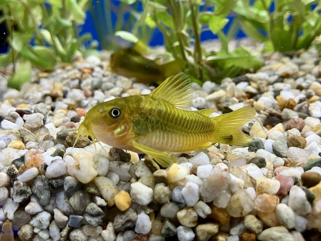 Metallpanzerwels "Peru Green Stripe" - Corydoras aeneus