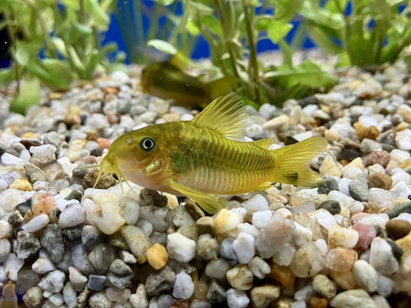 Metallpanzerwels "Peru Green Stripe" - Corydoras aeneus