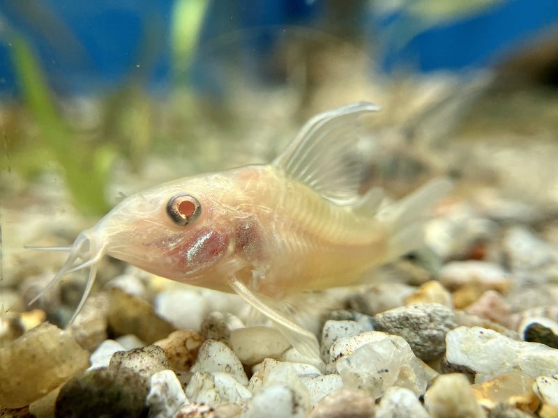 Metallpanzerwels - Corydoras aeneus "Albino schleier"