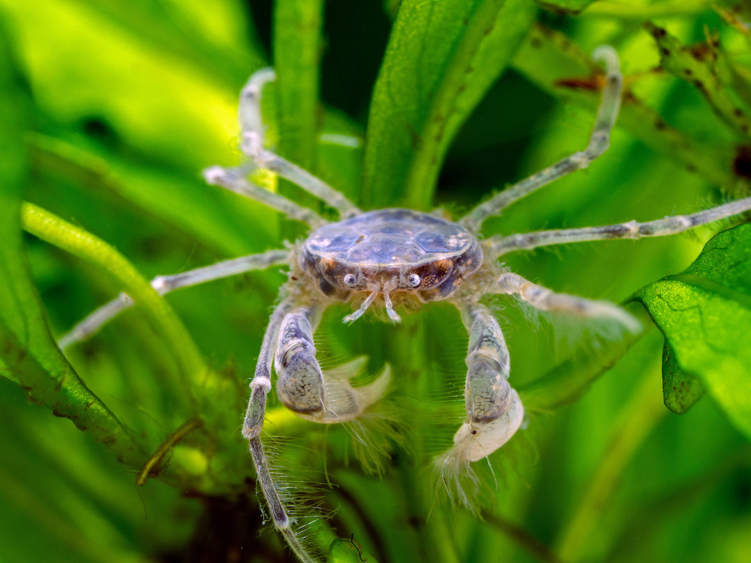 Microkrabbe - Limnopilos naiyanetri