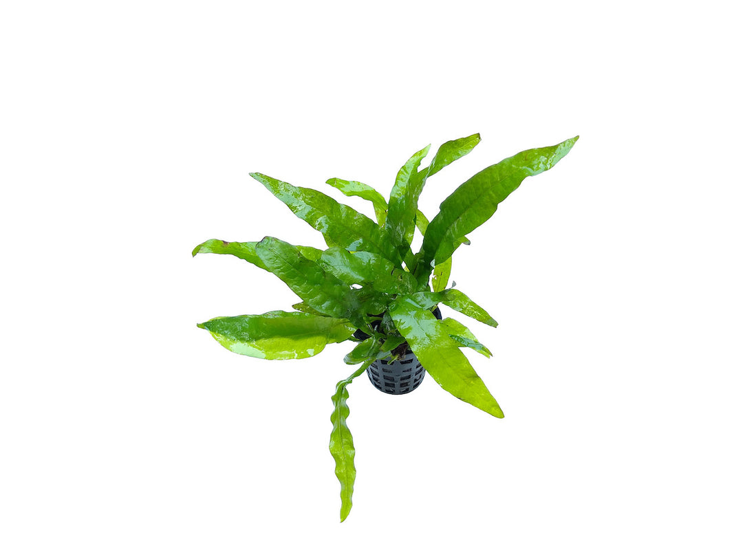 Javafarn - Microsorum pteropus