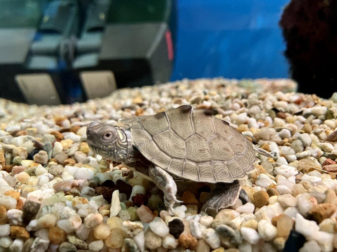 Mississippi Höckerschildkröte - Graptemys pseudogeographica kohni