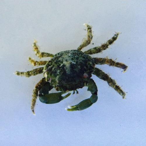 Grüne Spinnenkrabbe - Mithraculus sculptus