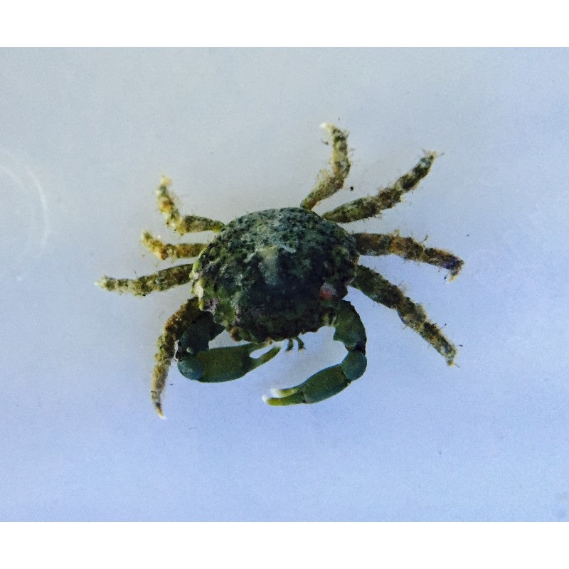 Grüne Spinnenkrabbe - Mithraculus sculptus