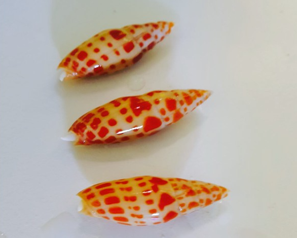 Mitra Schnecke