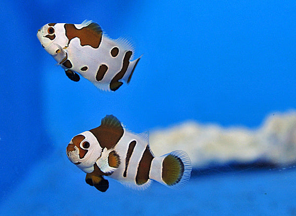 Falscher Clownfisch - Amphiprion ocellaris "Mocha Storm"