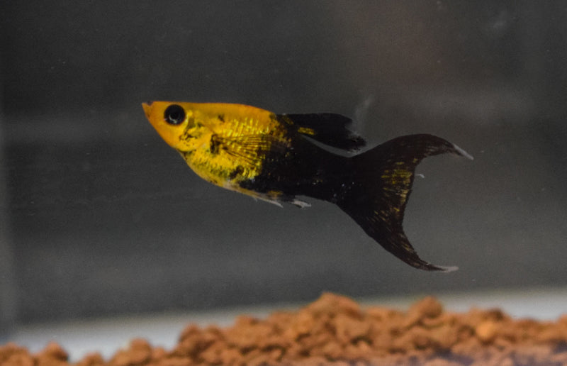 Molly - Poecilia sphenops "Goldstaub tuxedo schleier"