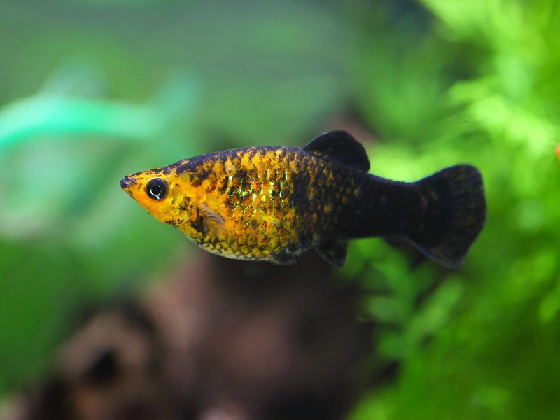 Molly - Poecilia sphenops "Goldstaub tuxedo
