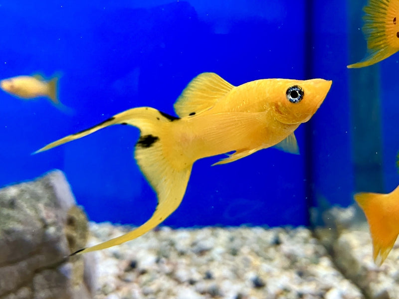 Molly - Poecilia sphenops "Goldstaub Lyretail"