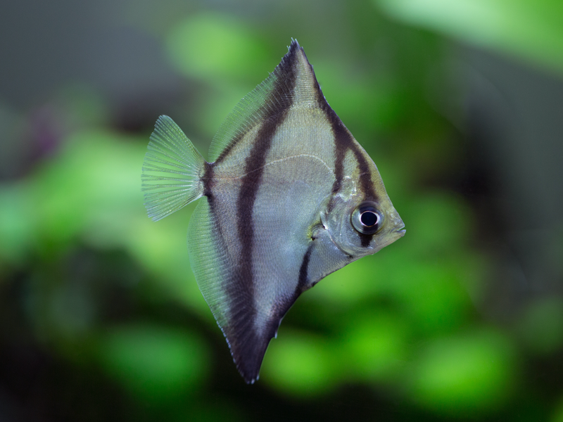 Afrikanisches Flossenblatt - Monodactylus sebae
