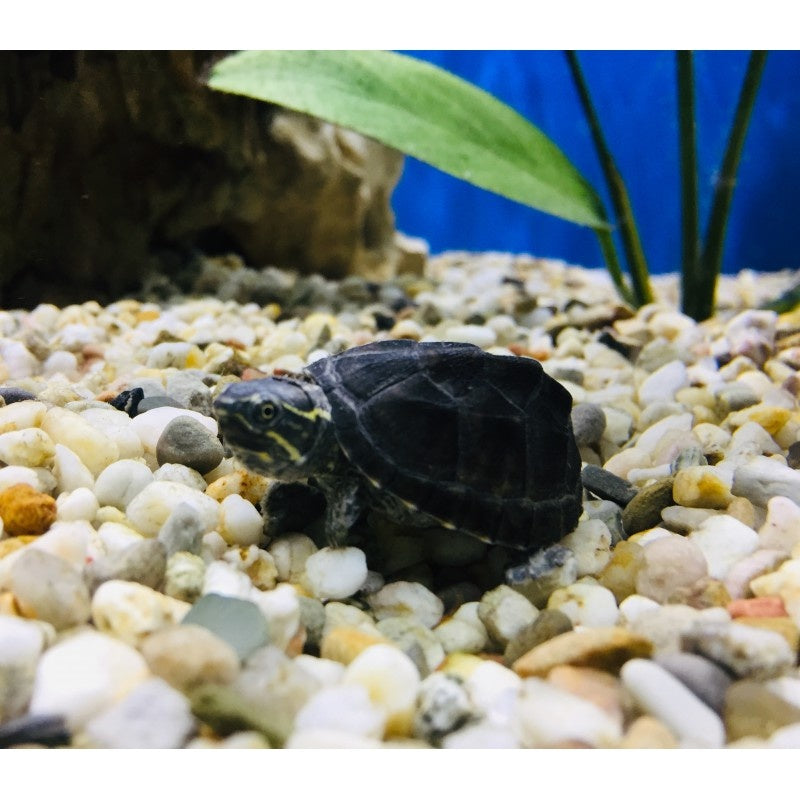 Gewöhnliche Moschusschildkröte - Sternotherus odoratus "Zuchtpaar"