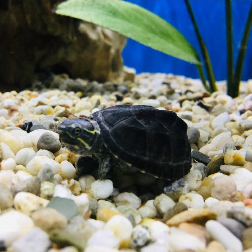 Gewöhnliche Moschusschildkröte - Sternotherus odoratus
