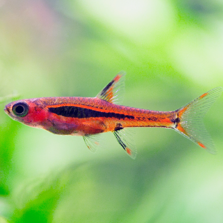 Mosquitorasbora - Boraras brigittae