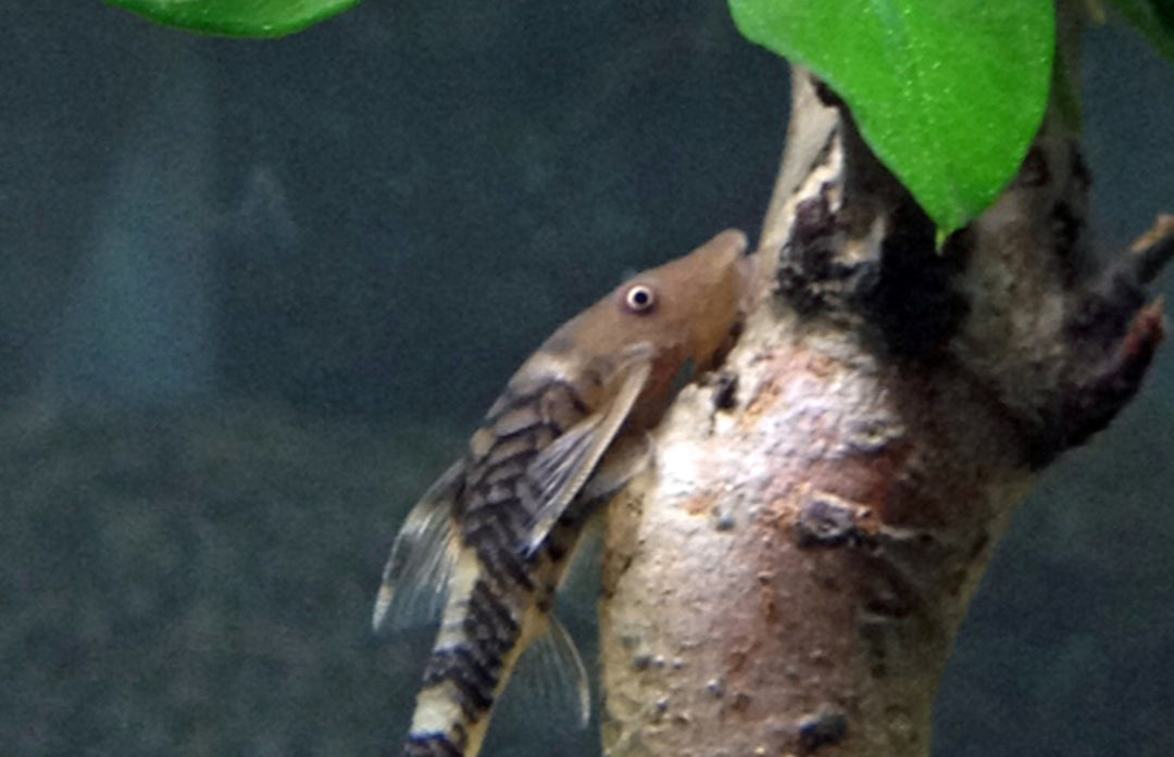 Robocop Ohrgitterwels - Nannoptopoma sp. Peru