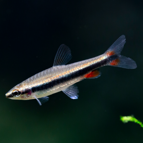 Längsbandziersalmler - Nannostomus beckfordi