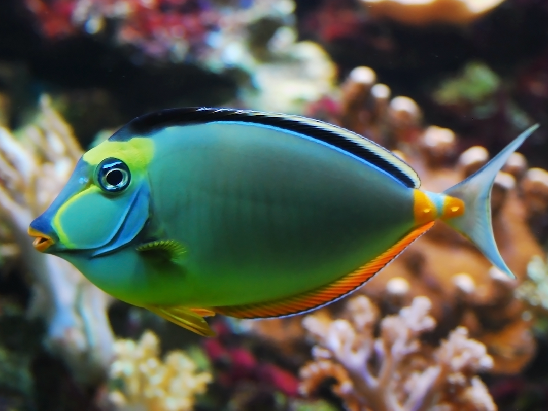 Kuhkopf Doktorfisch - Naso lituratus