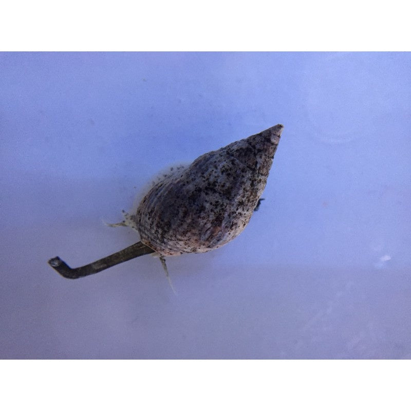 Karibische Wellhornschnecke - Nassarius sp.