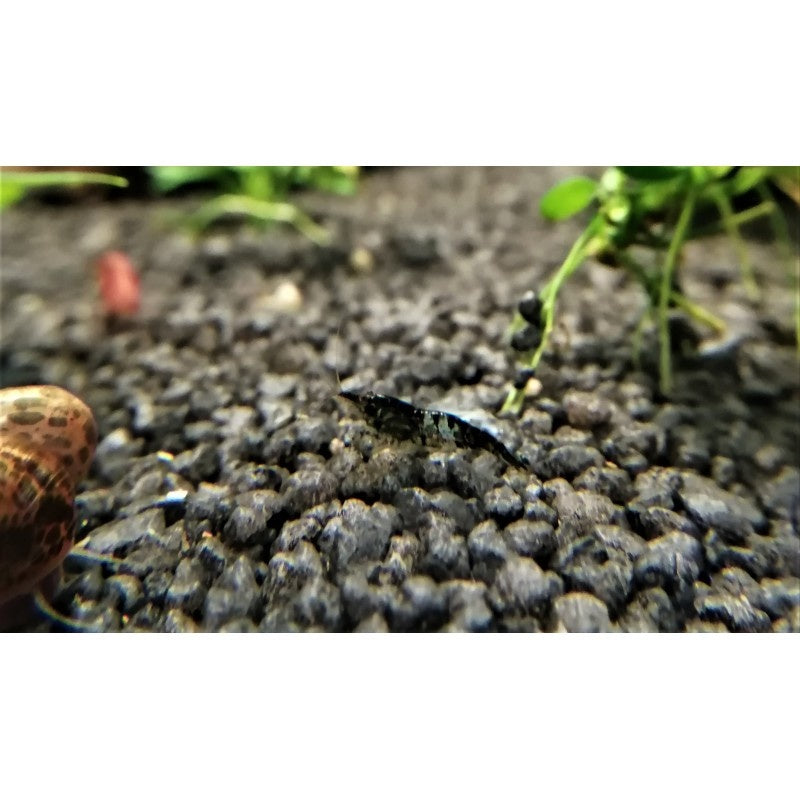 Zwerggarnele - Neocaridina davidi "Black Rili"
