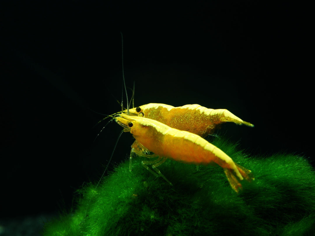 Zwerggarnele - Neocaridina davidi " Neon Yellow Fire"