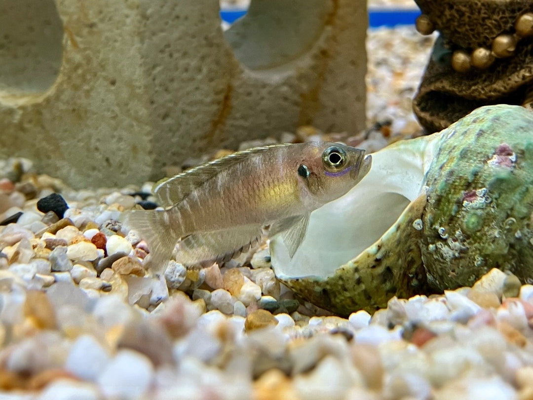 Gebänderter Schneckenbarsch - Neolamprologus brevis