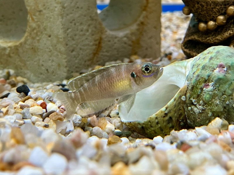 Gebänderter Schneckenbarsch - Neolamprologus brevis