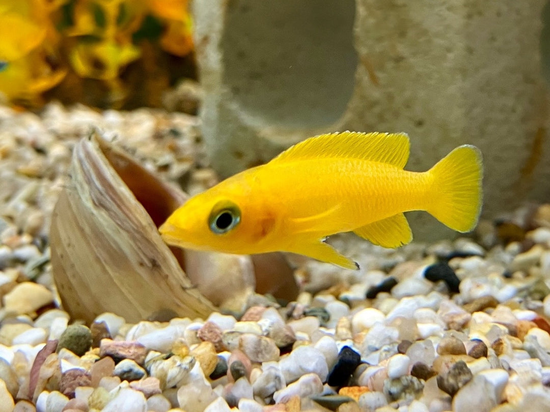 Tanganjika Goldbuntbarsch - Neolamprologus leleupi