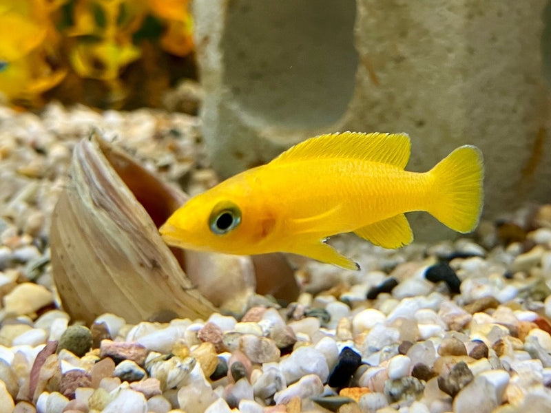 Tanganjika Goldbuntbarsch - Neolamprologus leleupi