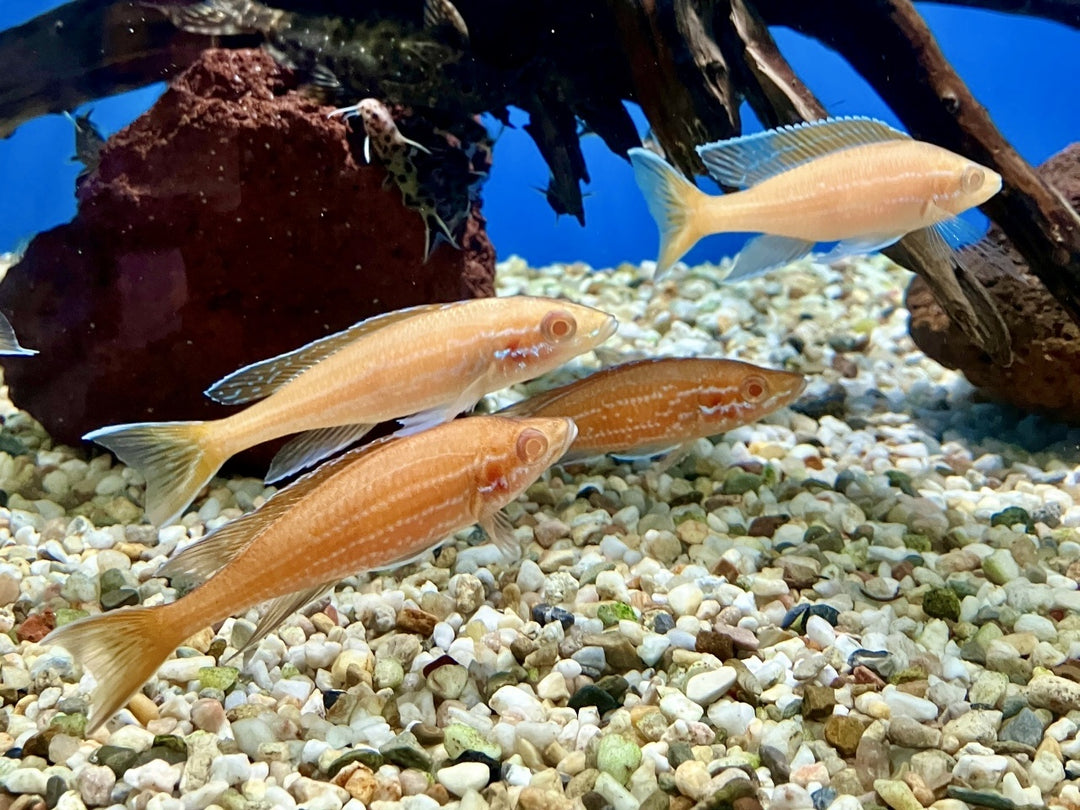 Neon Kärpflingscichlide - Paracyprichromis nigripinnis "Albino"