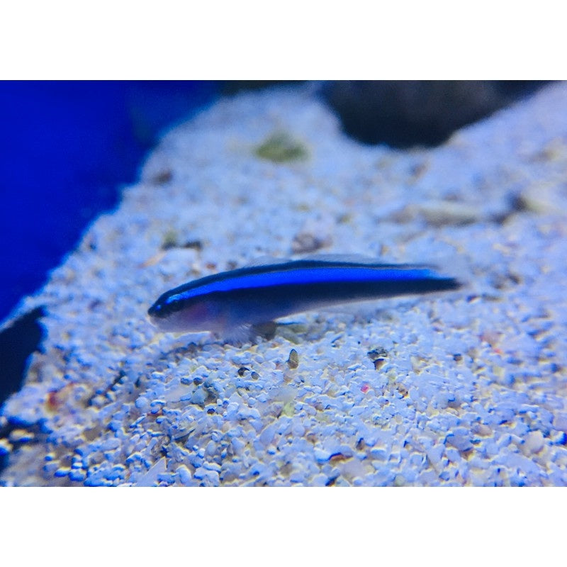 Neon Putzergrundel - Elacatinus oceanops  "Nachzucht"