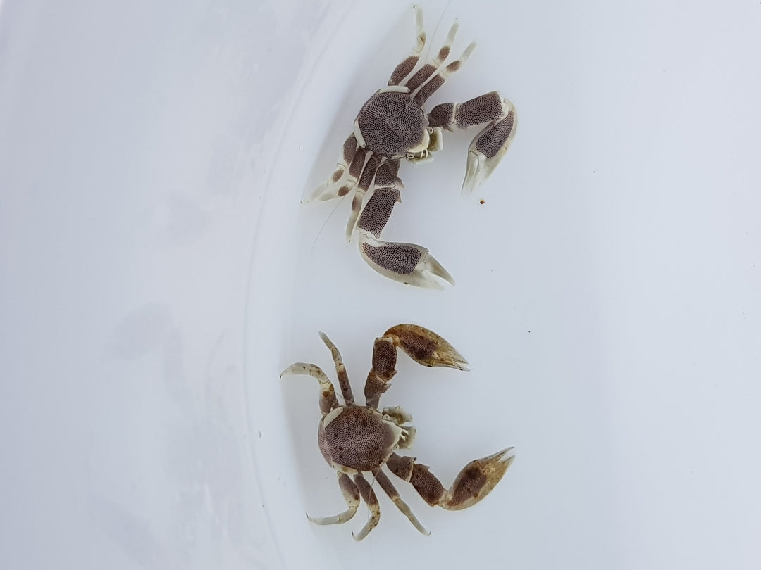 Anemonen Porzellankrebs - Neopetrolisthes maculatus  "PAAR"