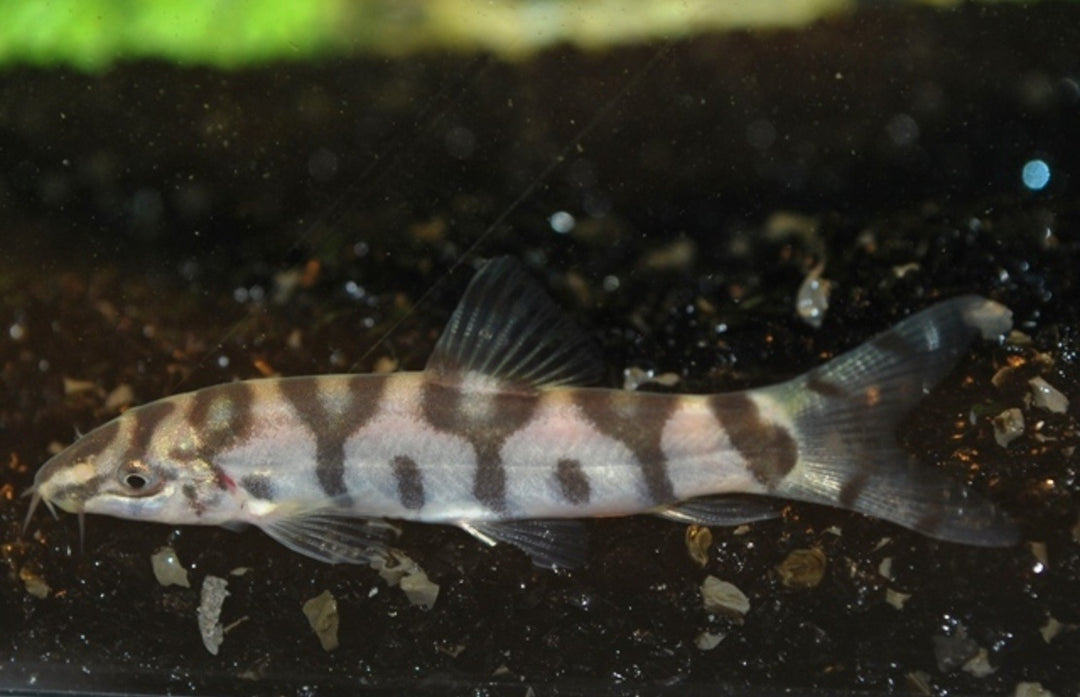 Netzschmerle - Botia lohachata