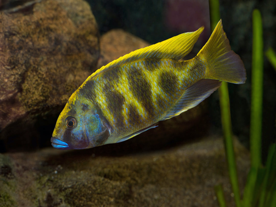 Giraffenbuntbarsch - Nimbochromis venustus