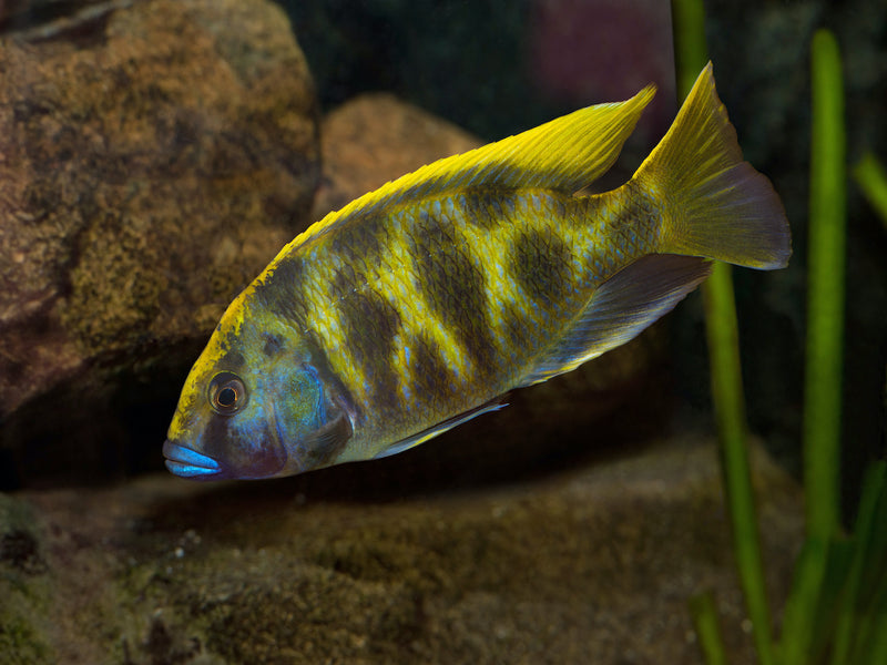 Giraffenbuntbarsch - Nimbochromis venustus