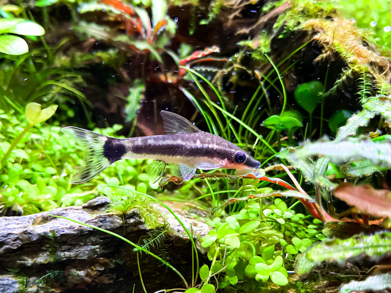 Ohrgitterharnischwels - Otocinclus affinis
