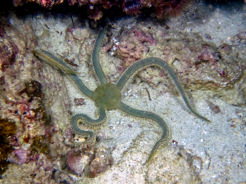 Olivgrüner Schlangenstern - Ophiarachna incrassata